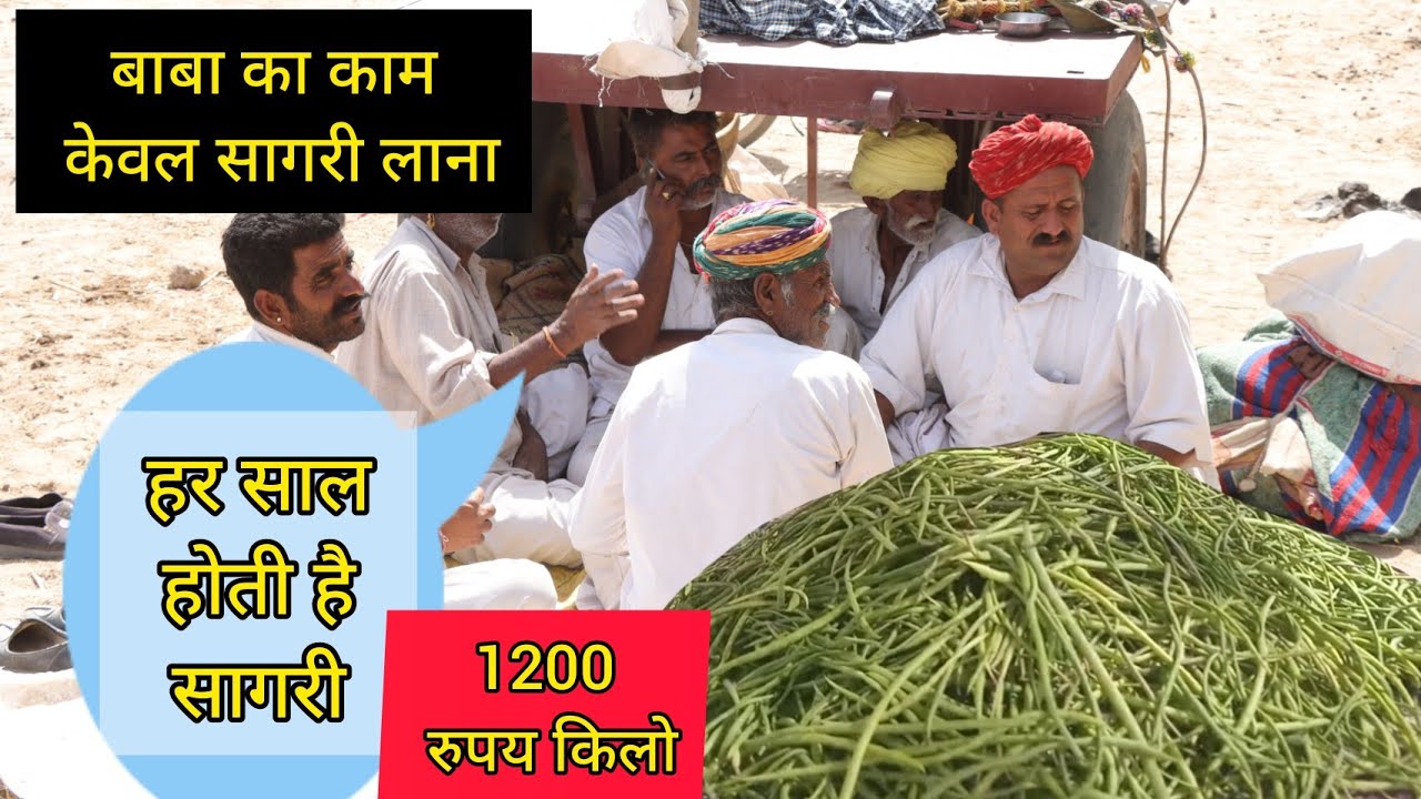 गांव का जीवन राजस्थान में || real village farmer life rajasthan journey || खेजड़ी की सागरी की सब्जी