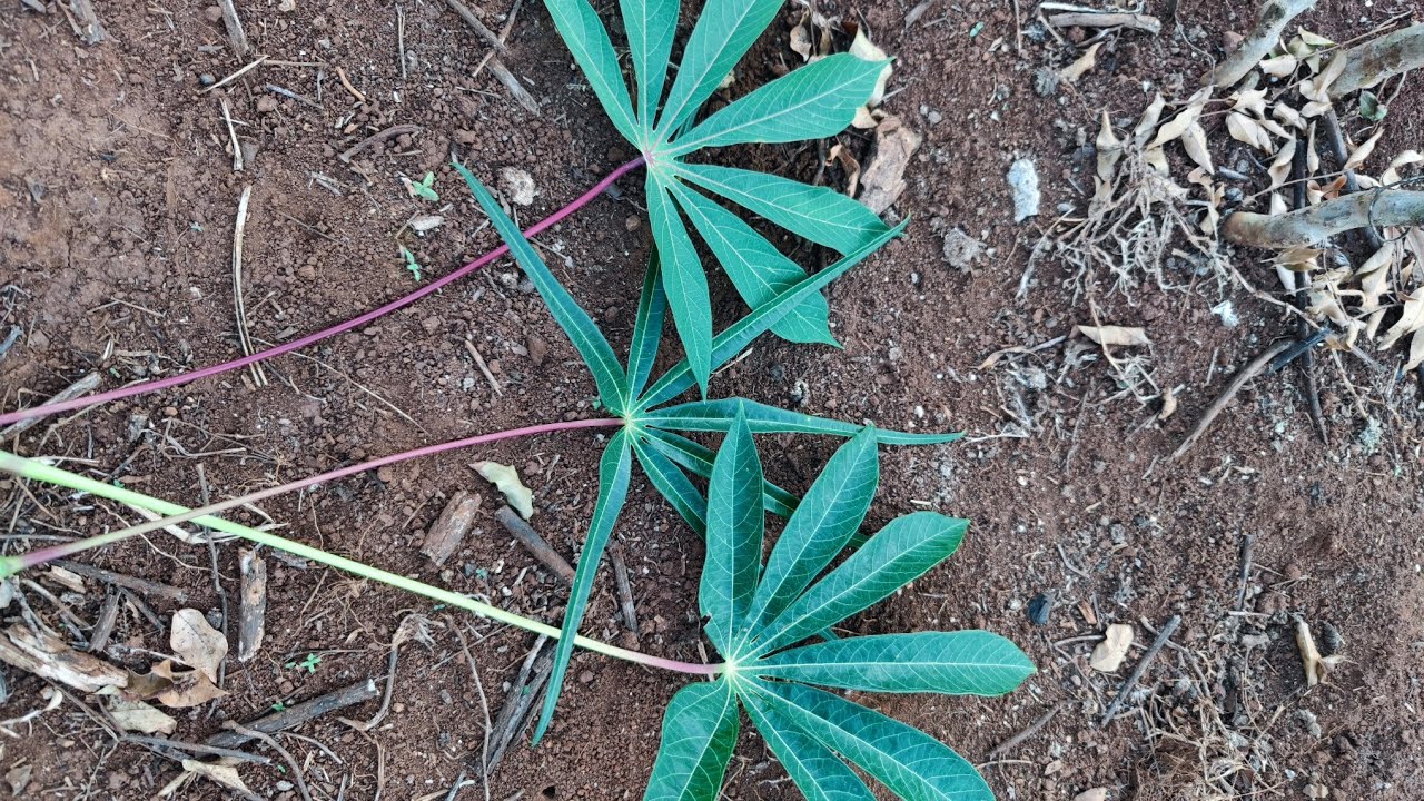 Mandioca Amarela BRS 429: A Revolução na Agricultura Brasileira