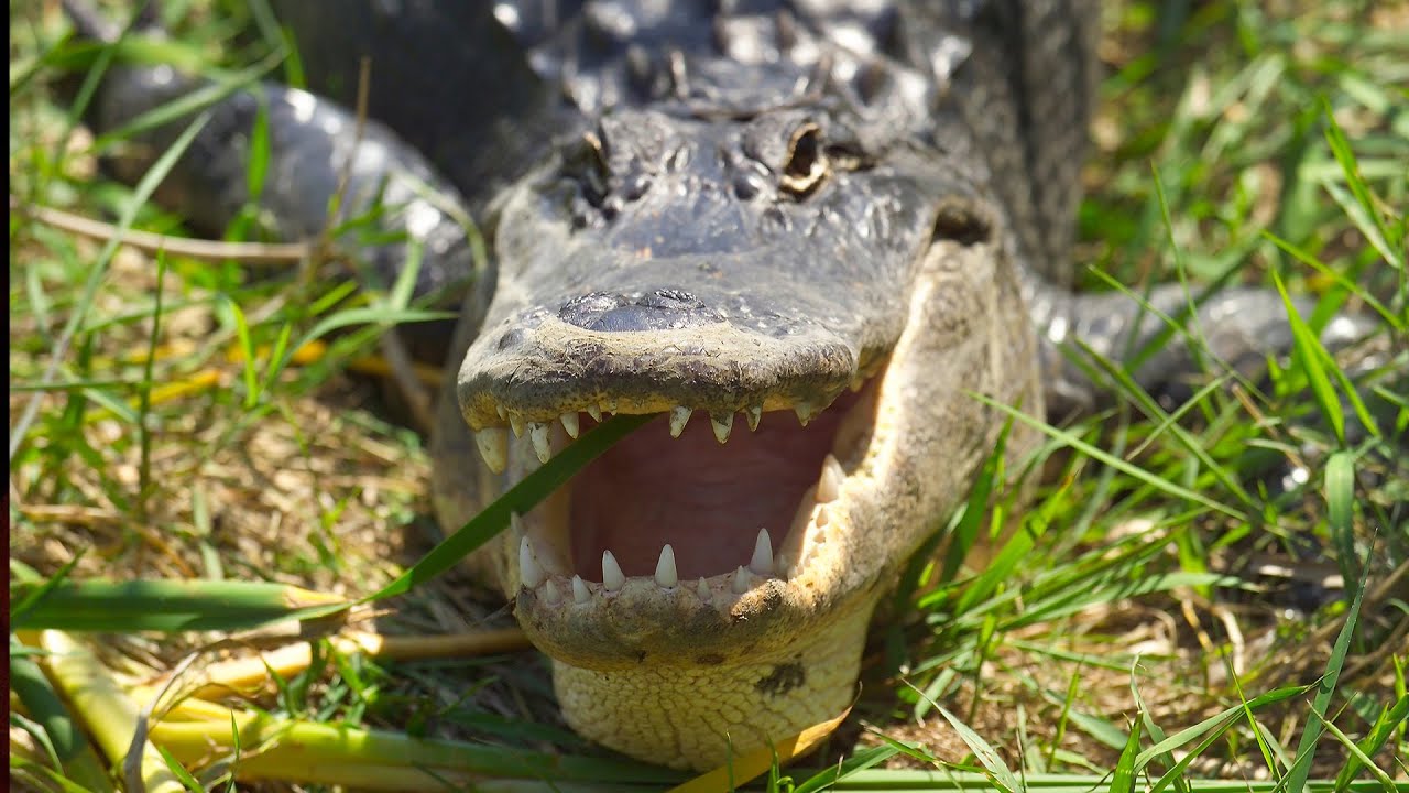 People Who Risked Their Lives Battling Alligators