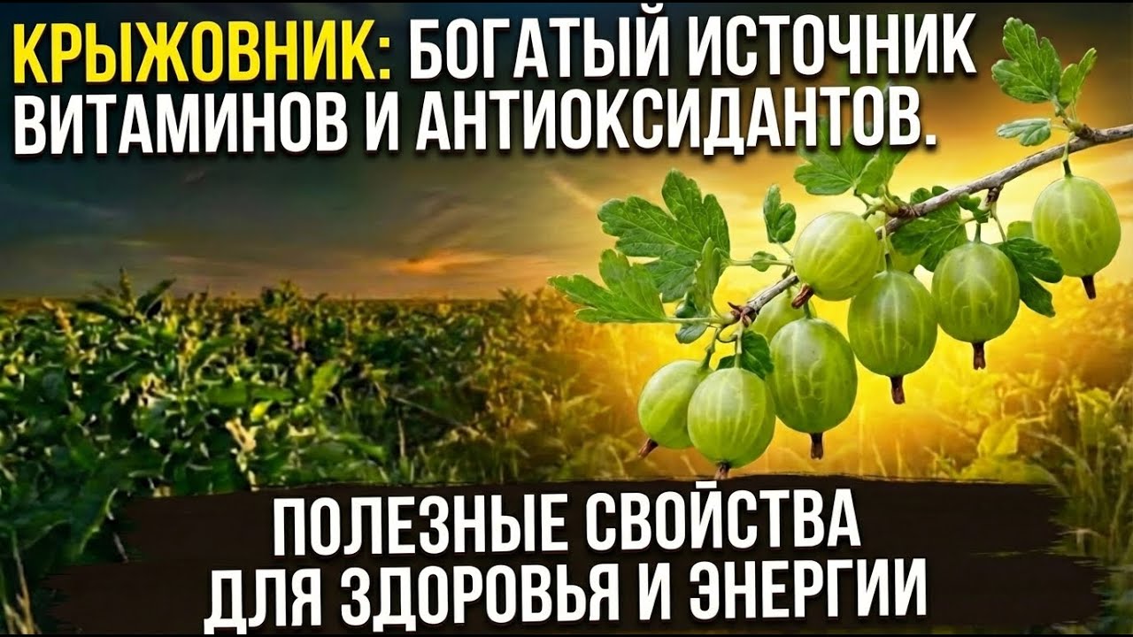 Ягода, содержащая витаминов больше чем в смородине, исчезает с каждым годом