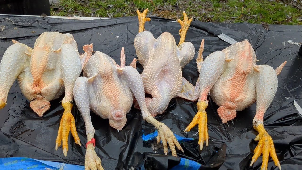 Stew Hen Meat Preservation - Canning, Freezing, Cooking