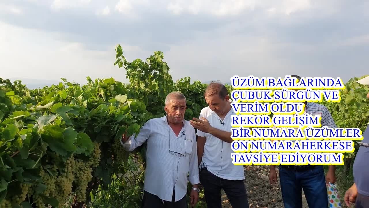 Saruhanlı-Üzüm Bağında İstenilen Sağlandı -Rekor Gelişim Rekor Gübre Faydaları