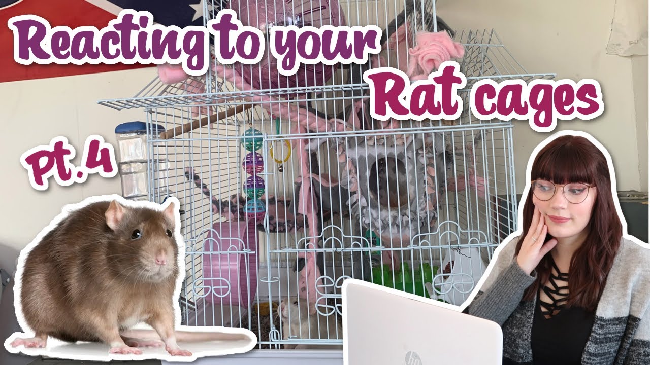 Reacting to my subscribers Rat cages pt. 4