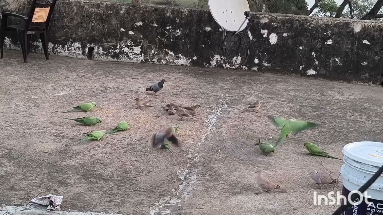 🦜🌿जय श्री राम ##पक्षी#villagelifeinindia #parrotsvideo #parrotsound 🌿🦜