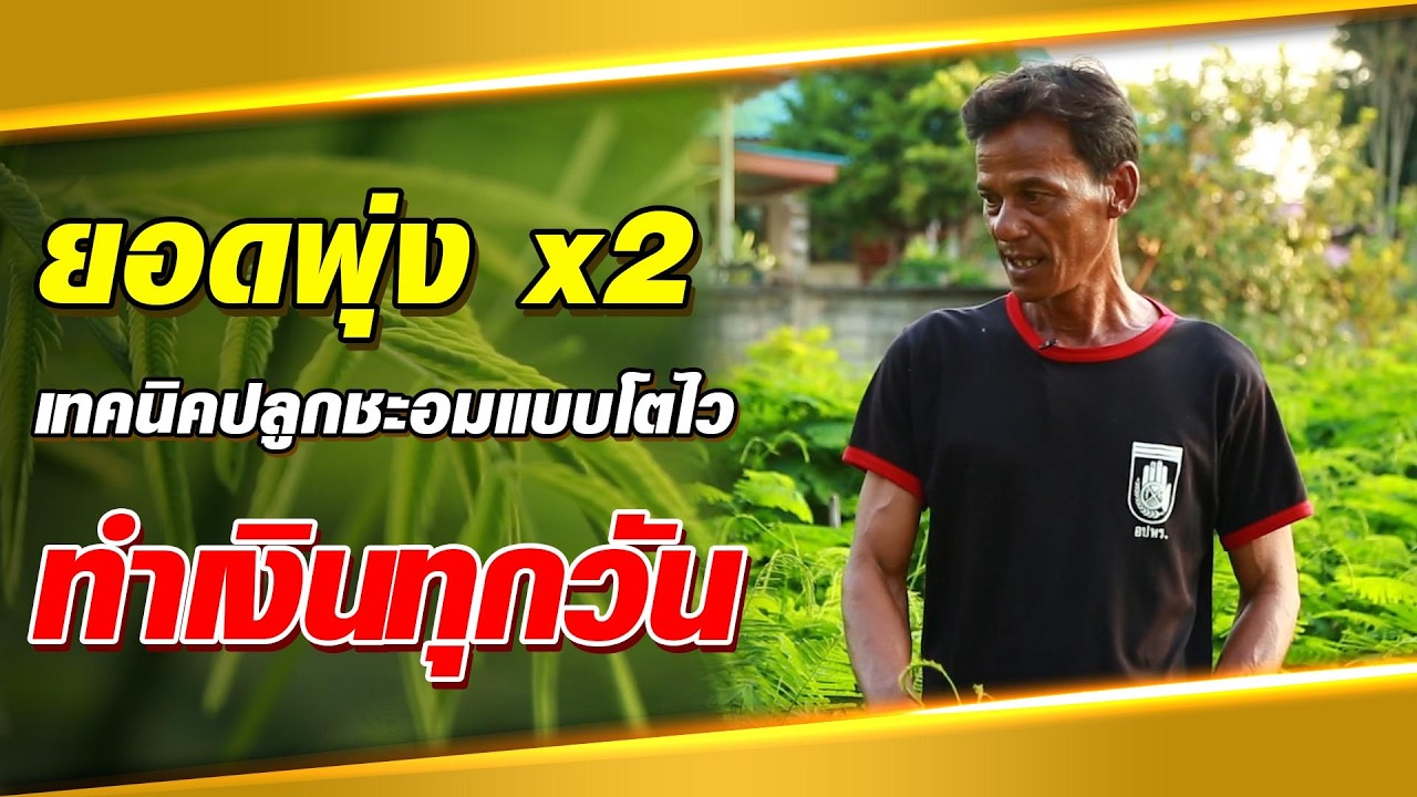 เทคนิคทำต้นชะอมยอดพุ่ง เก็บขายง่ายมีรายได้รายวัน | เกษตรรวย