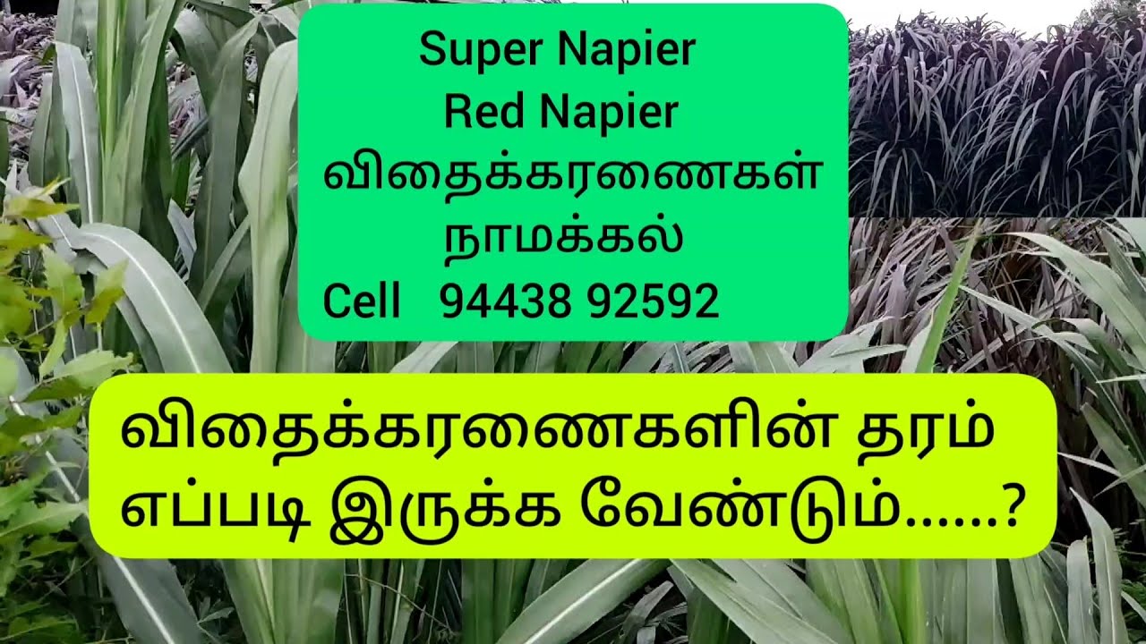 Super Napier Red Napier கரணைகள் தரம் எப்படி இருக்க வேண்டும்..? Namakkal விதைகரணைகள் செல் 94438 92592