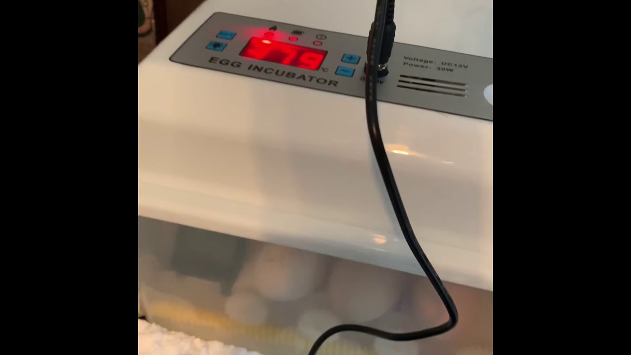 24 egg incubator review & instructions