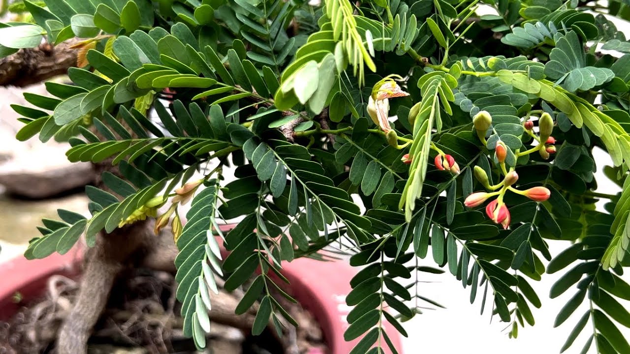 Xử lý me thái ra trái ra hoa đúng tết cách làm me ra hoa vào dịp tết