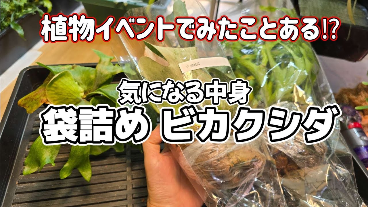 【袋詰め】イベント会場でよくみるこの包装ビカクシダを開封🌱