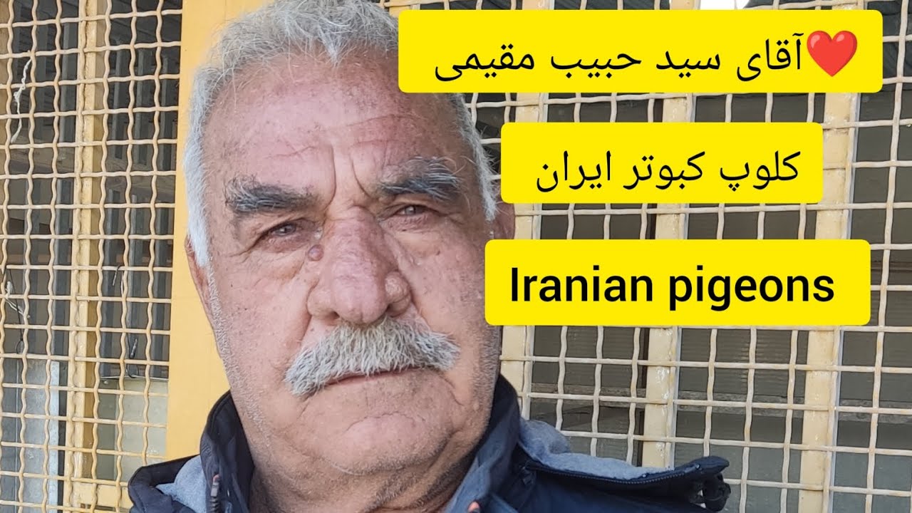 ❤️۹ اسفند ۱۴۰۱ مصاحبه و کبوترای  آقای #سیدحبیب_مقیمی از ایران _تهران_تلو  iranian high flyers pigeon