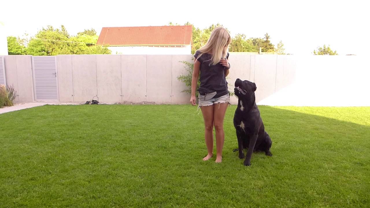 Cane Corso Bass Jack 1,5 year