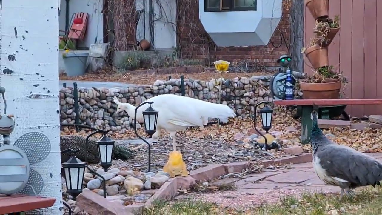 White Peacock in my yard,  these are domesticated birds,  the other two are Indian Blue Peafowl.