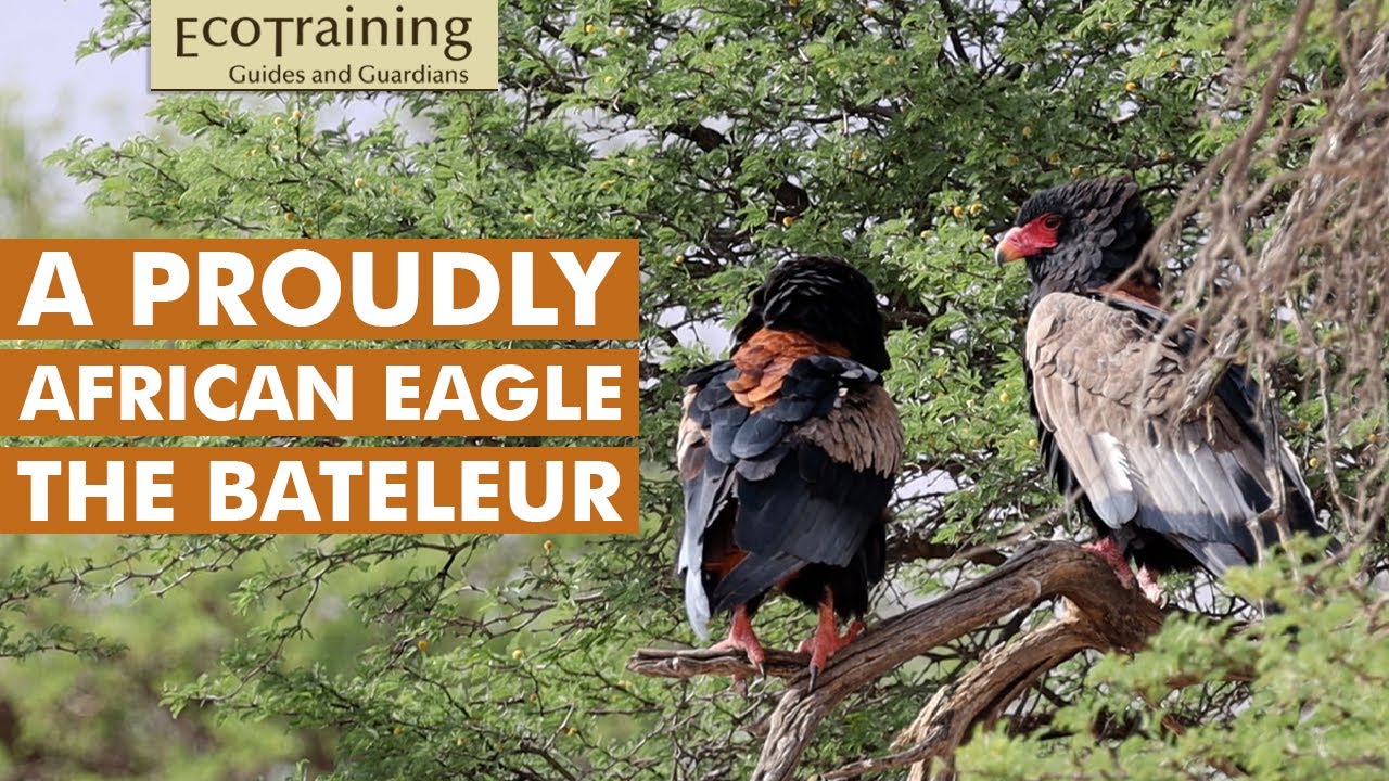 Bateleur Eagle l Birds of the Bush