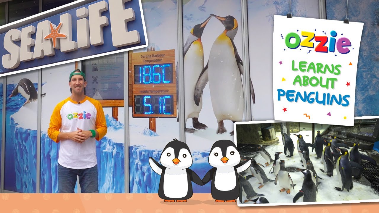 All About Penguins for Kids | Educational Video for Kids