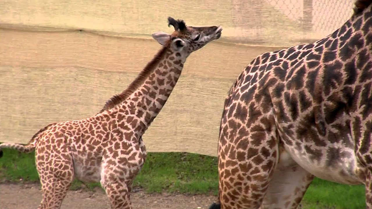 Baby Giraffe Zuri at 1month - Cincinnati Zoo