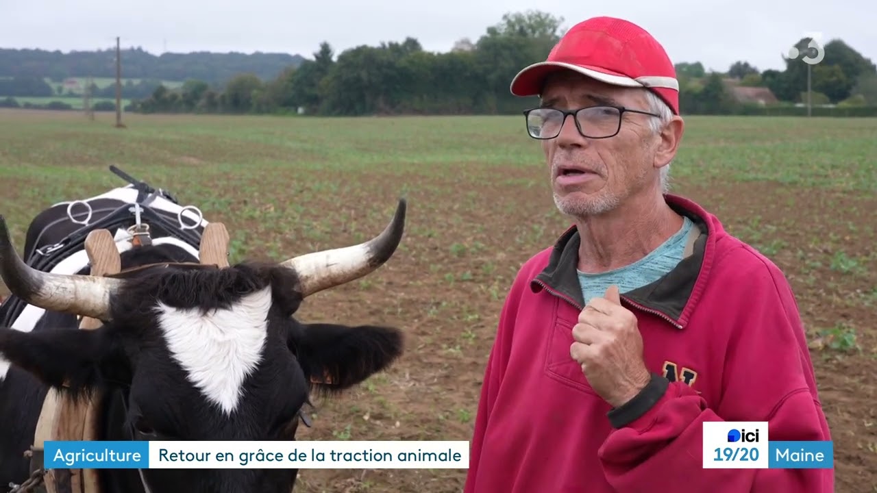 Une pratique ancestrale fait son grand retour dans les fermes françaises