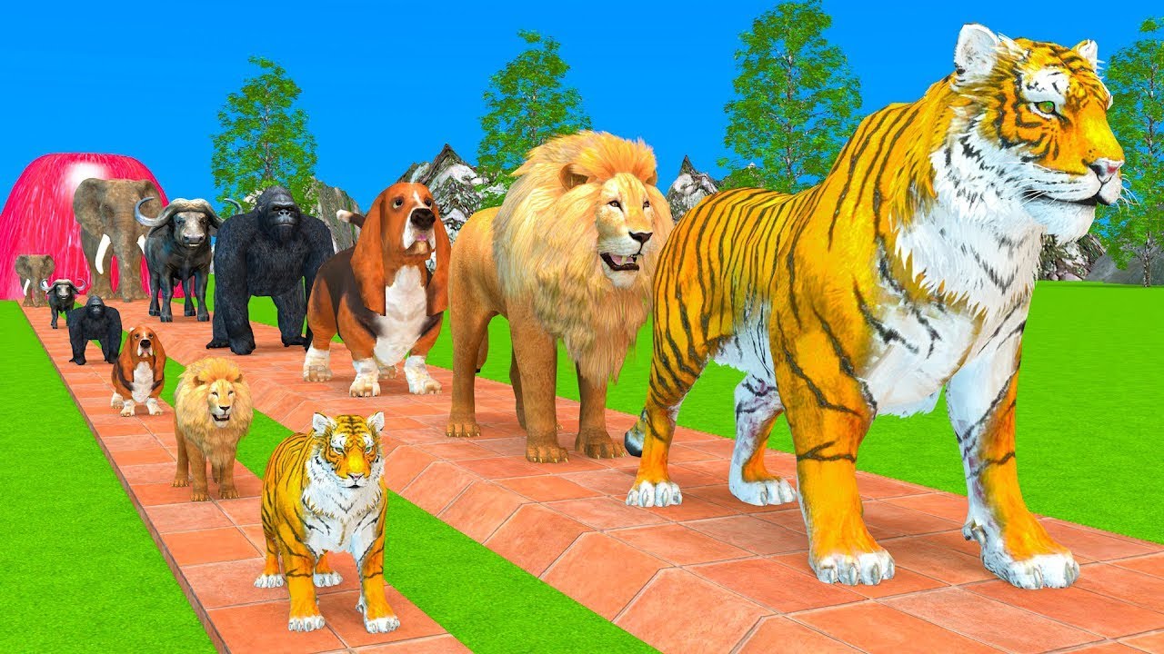Long Slide Game With Elephant Gorilla Buffalo Hippopotamus Tiger - 3d Animal Game - Funny 3d Animals
