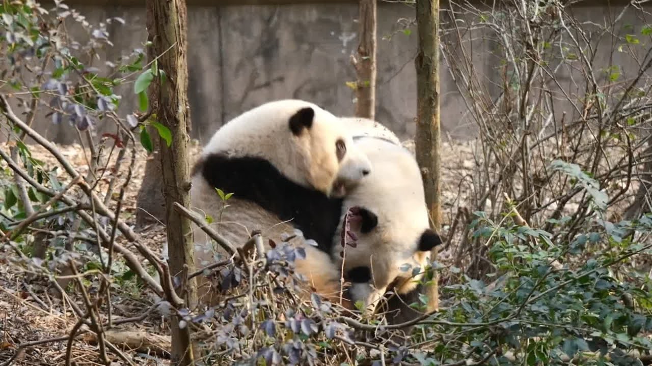 HeHua takes advantage when HeYe gets tired 😂