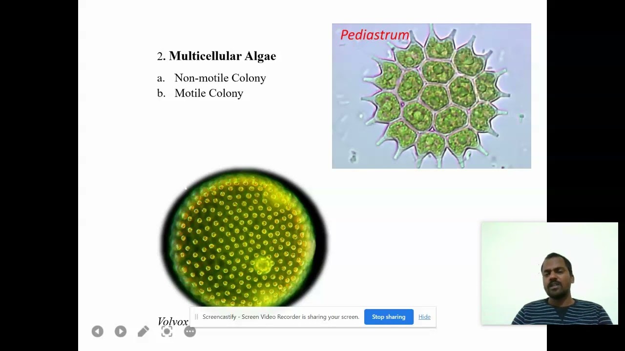 Multicellular Algae