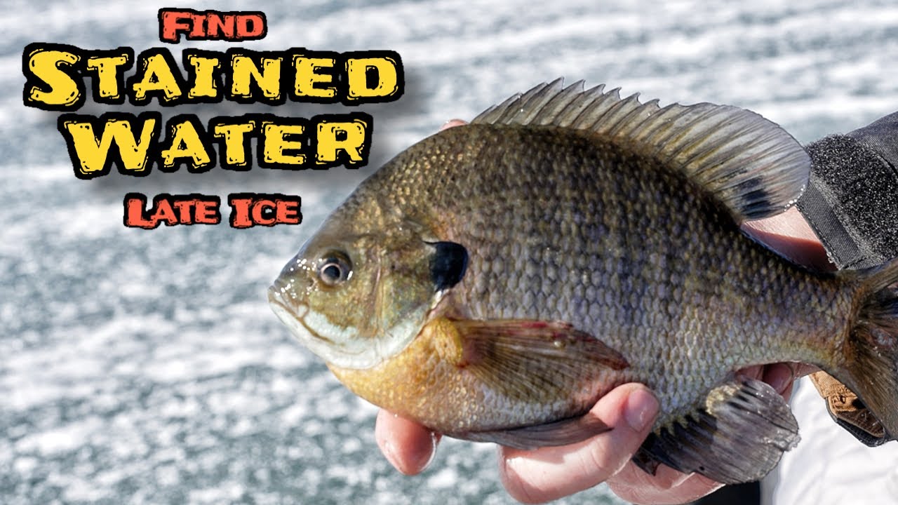 Секрет ловли мелкой рыбы на позднем льду: найдите мутную воду!