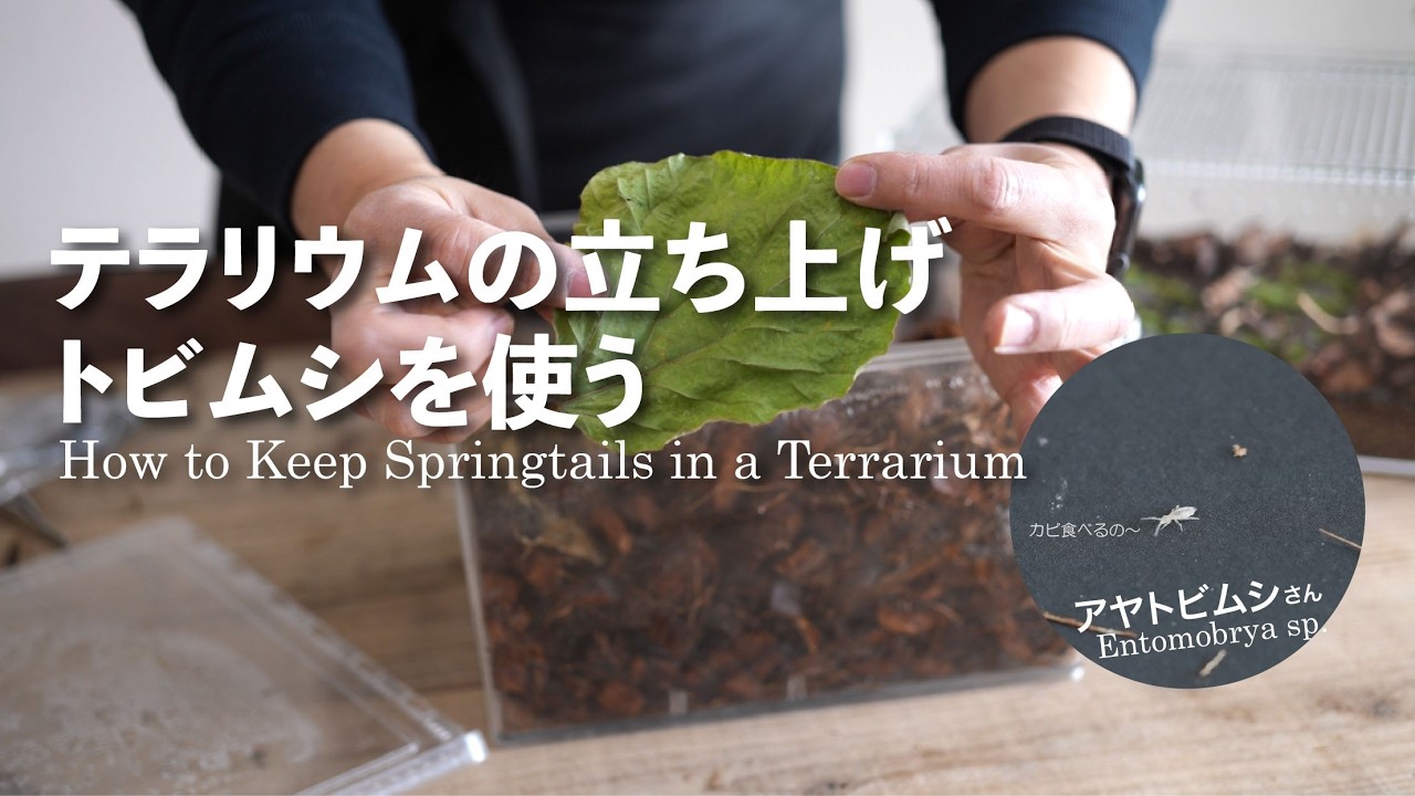 テラリウムの立ち上げにおすすめ【トビムシを使ったカビ対策】No.217
