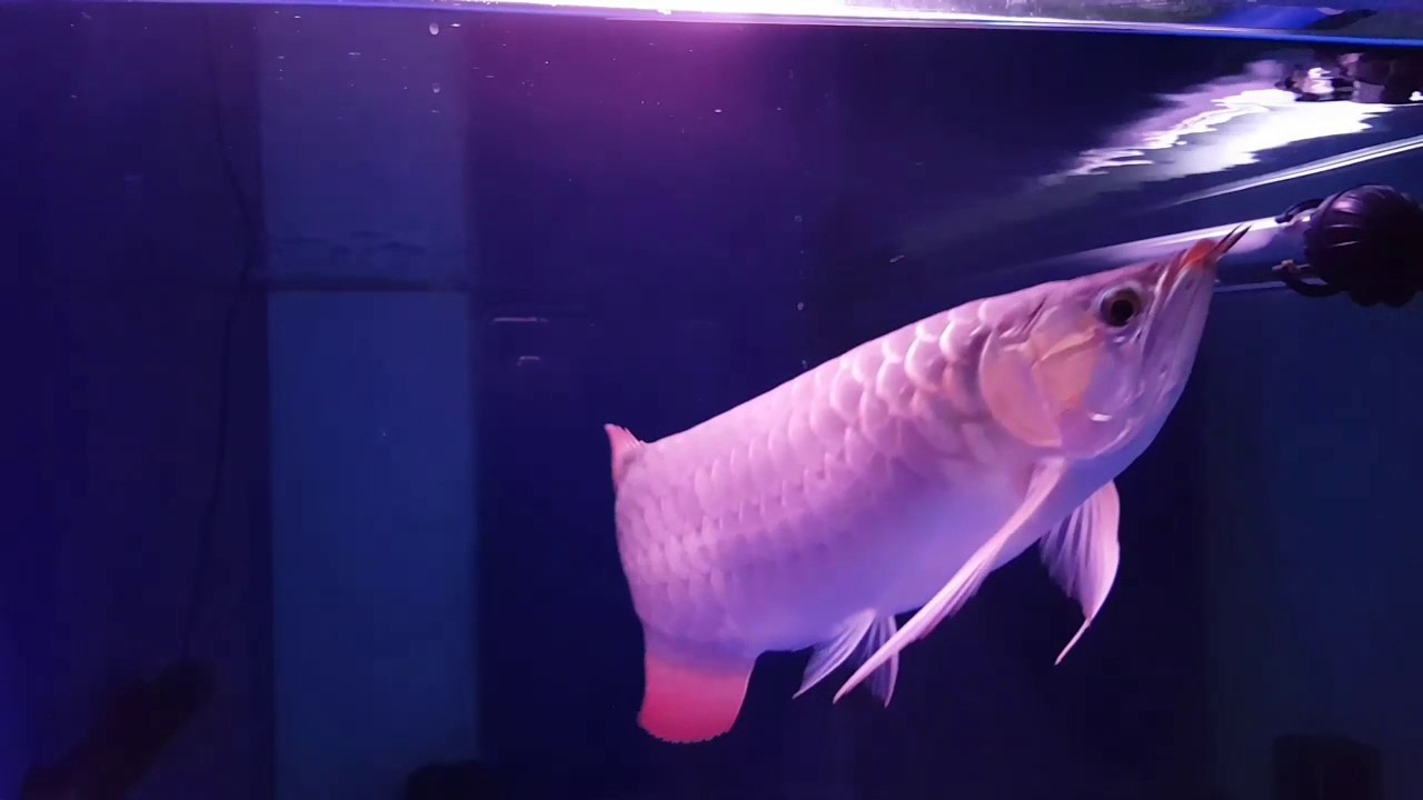 Super Red Arowana eating Pellets