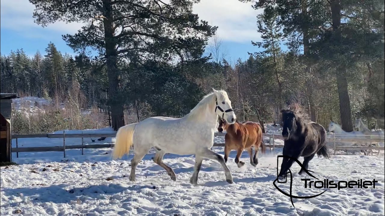 New horse in the herd. A lot more action!