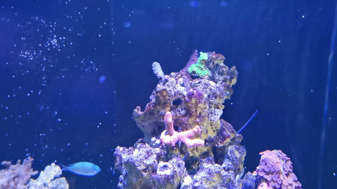 Yes. You Can Use Natural Sea Water (NSW) For a Reef Tank In The UK