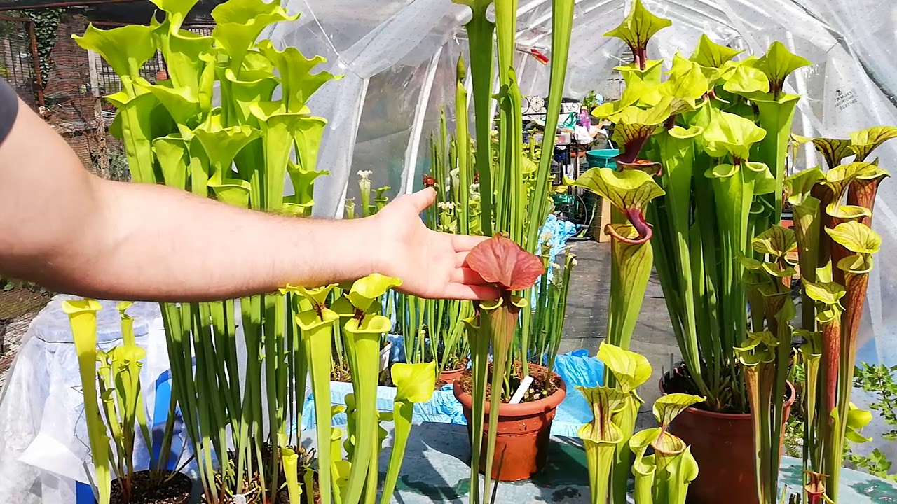 Differenze di colore tra le varietà naturali di S. flava