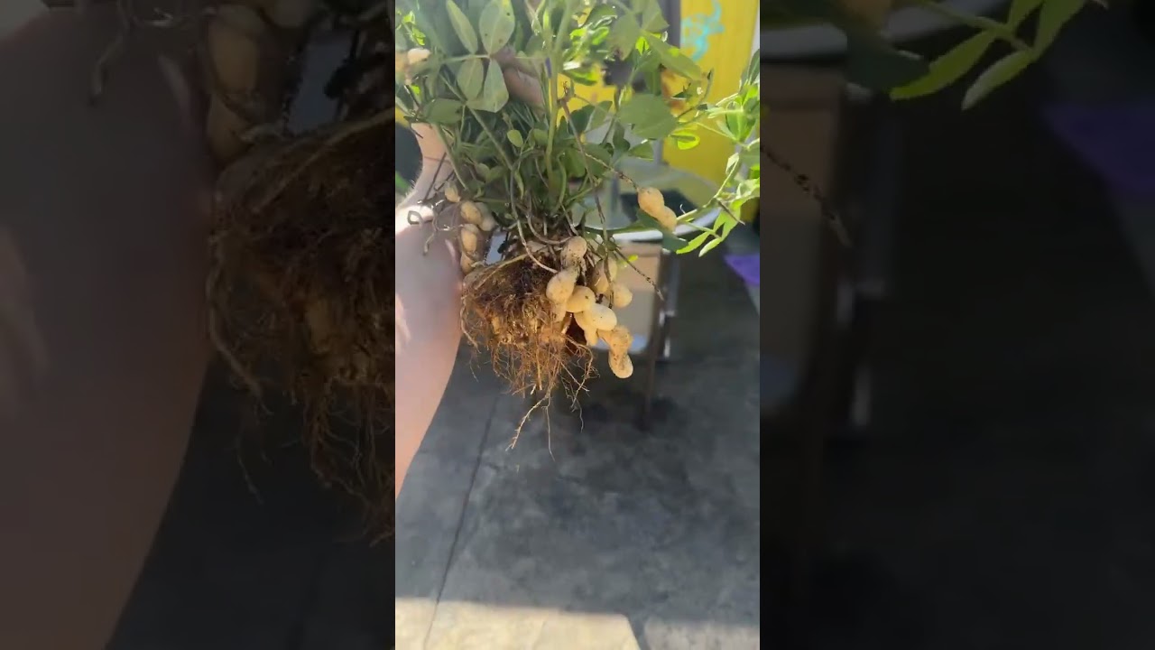 Homegrown Peanuts!