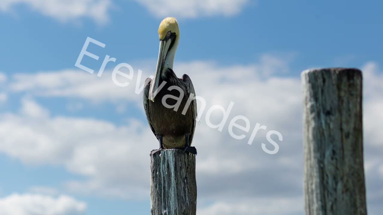 Cancun Birds