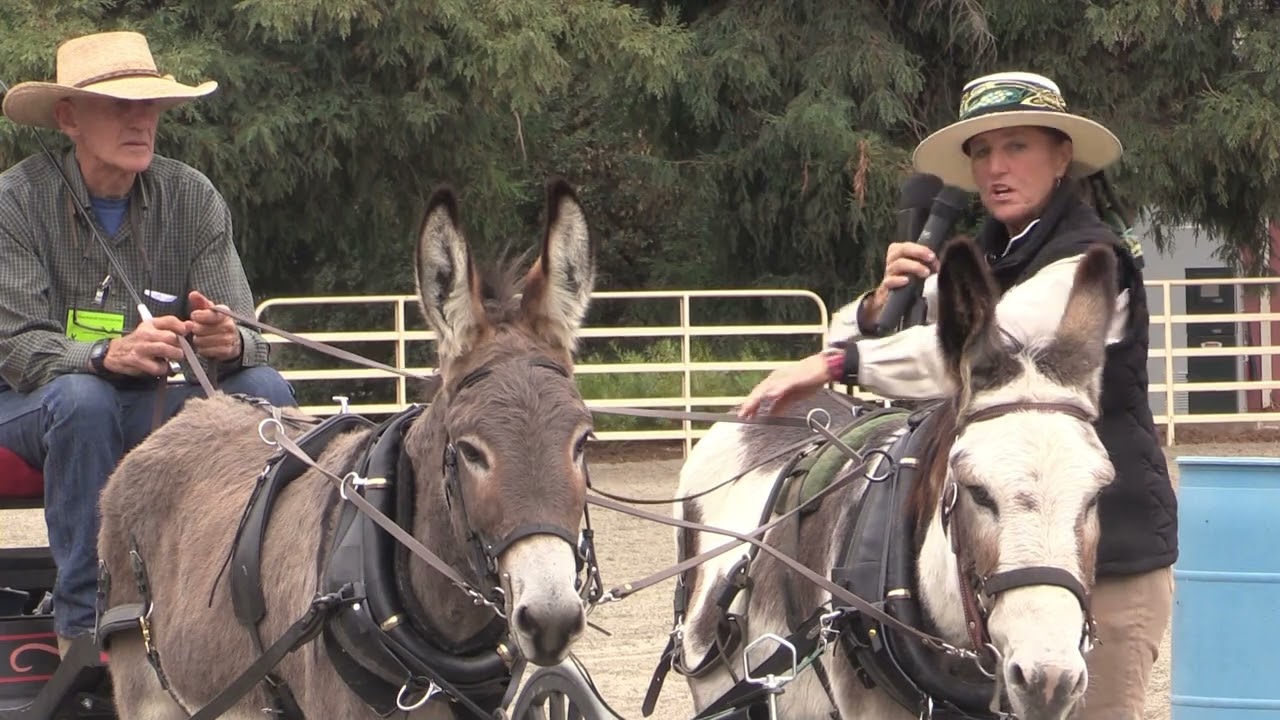 Hitching a Team Patricia Demers Board Member, Carriage Assoc. of America