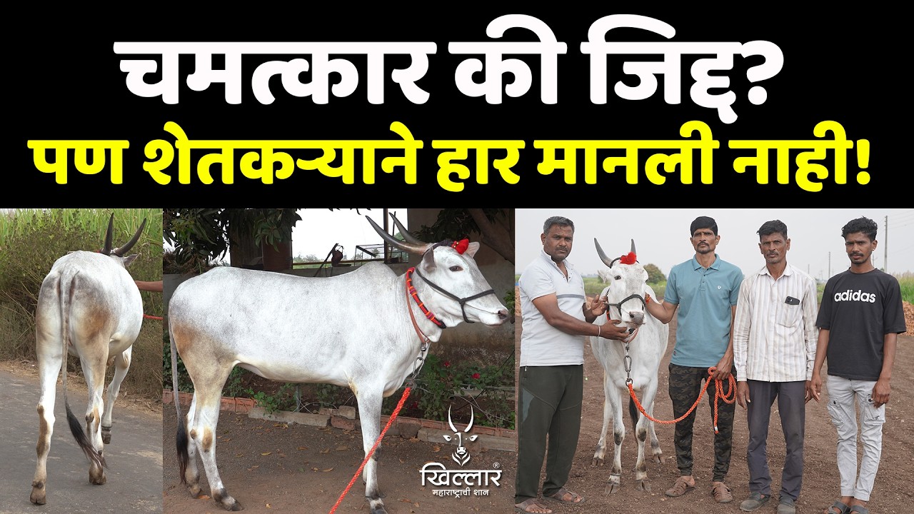 मुक्त संचार गोठ्यात अपघात… जिद्दीने गाय पुन्हा तयार केली | Khillar Maharashtrachi Shaan 2026