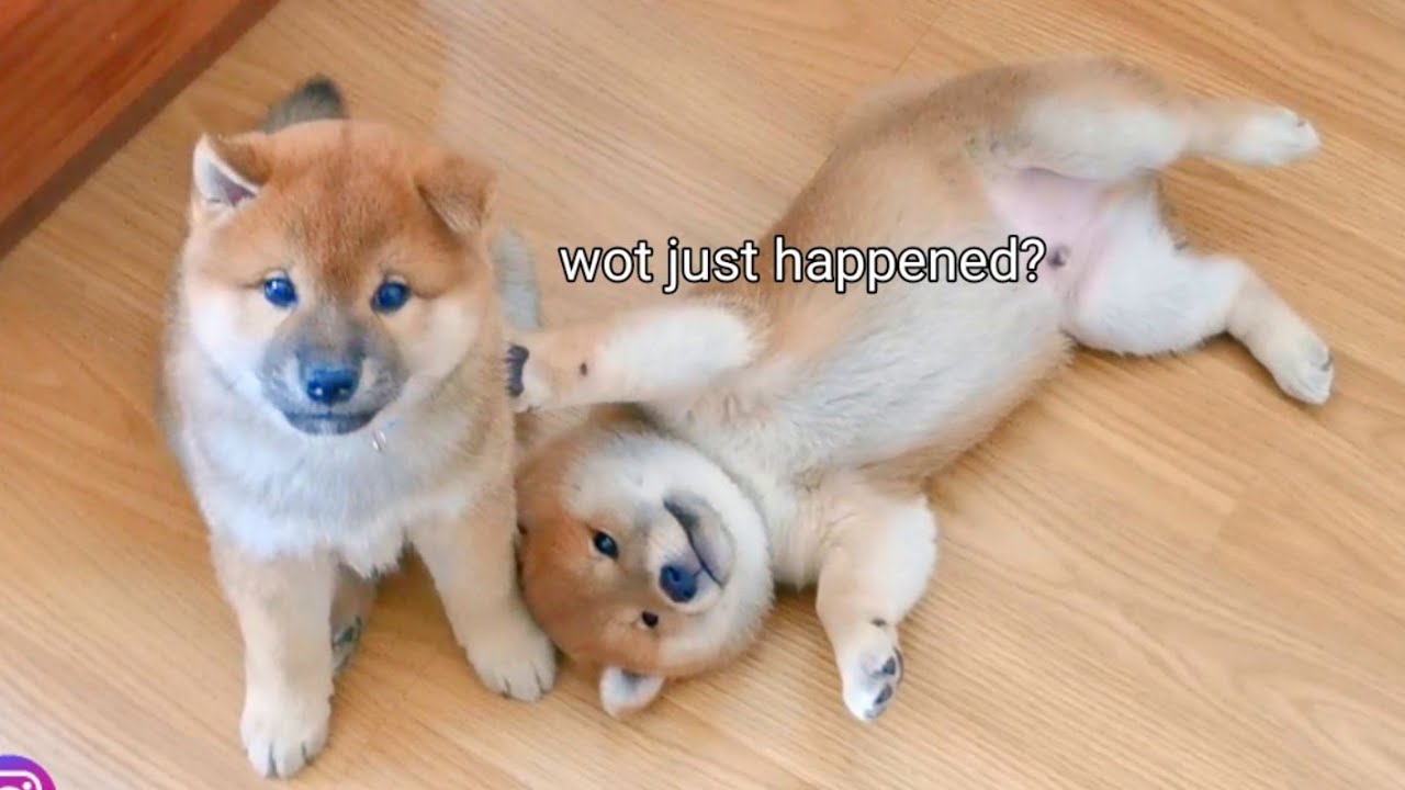 Mom & Dad Startled their Puppies while Speeper