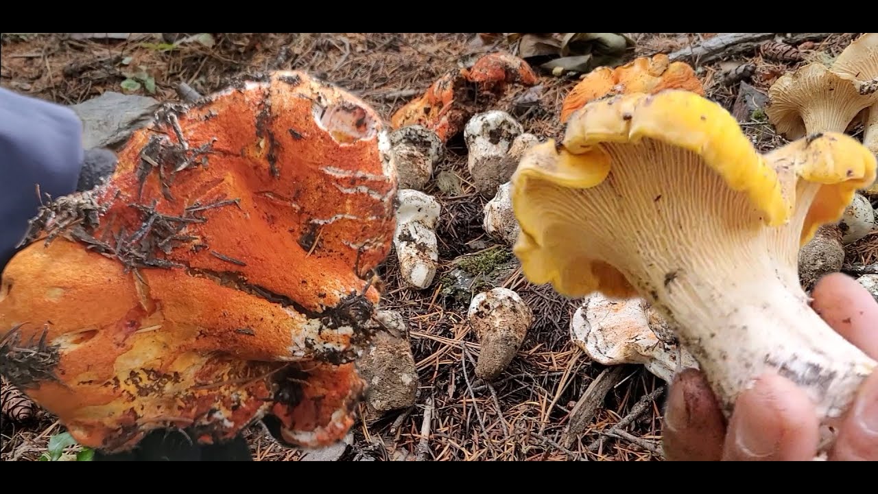 Охота в лесу за дорогими и ценными грибами — лобстерами, рыжиками и золотистыми куриными гребешками