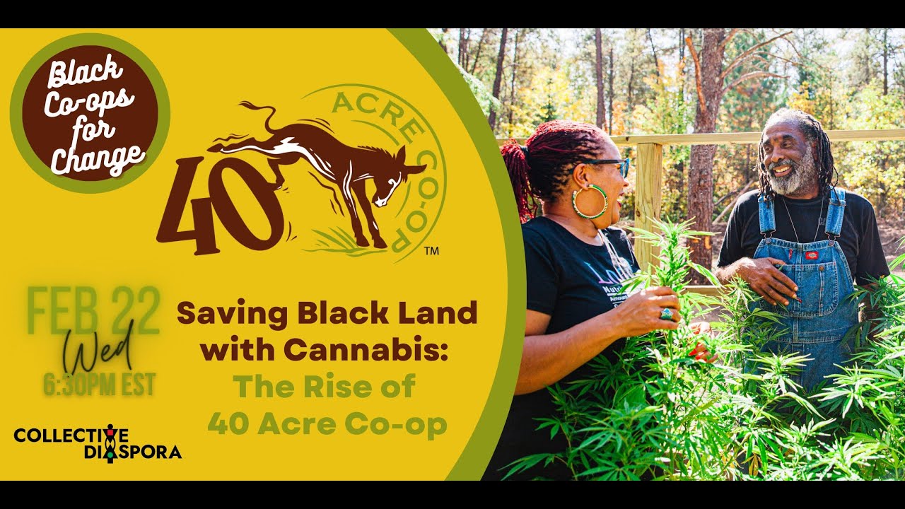 Saving Black Land with Cannabis: The Rise of 40 Acre Co-op