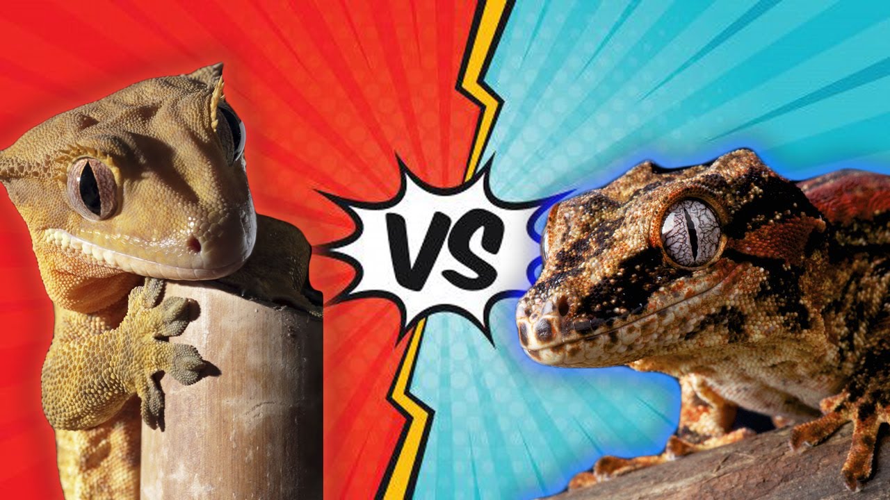 Какой питомец лучше? [Хохлатый геккон против геккона-гаргульи]