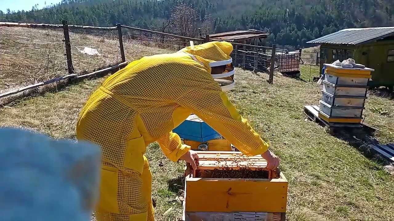 Обединение в двумайчин режим. Фарар. 23.03.2024