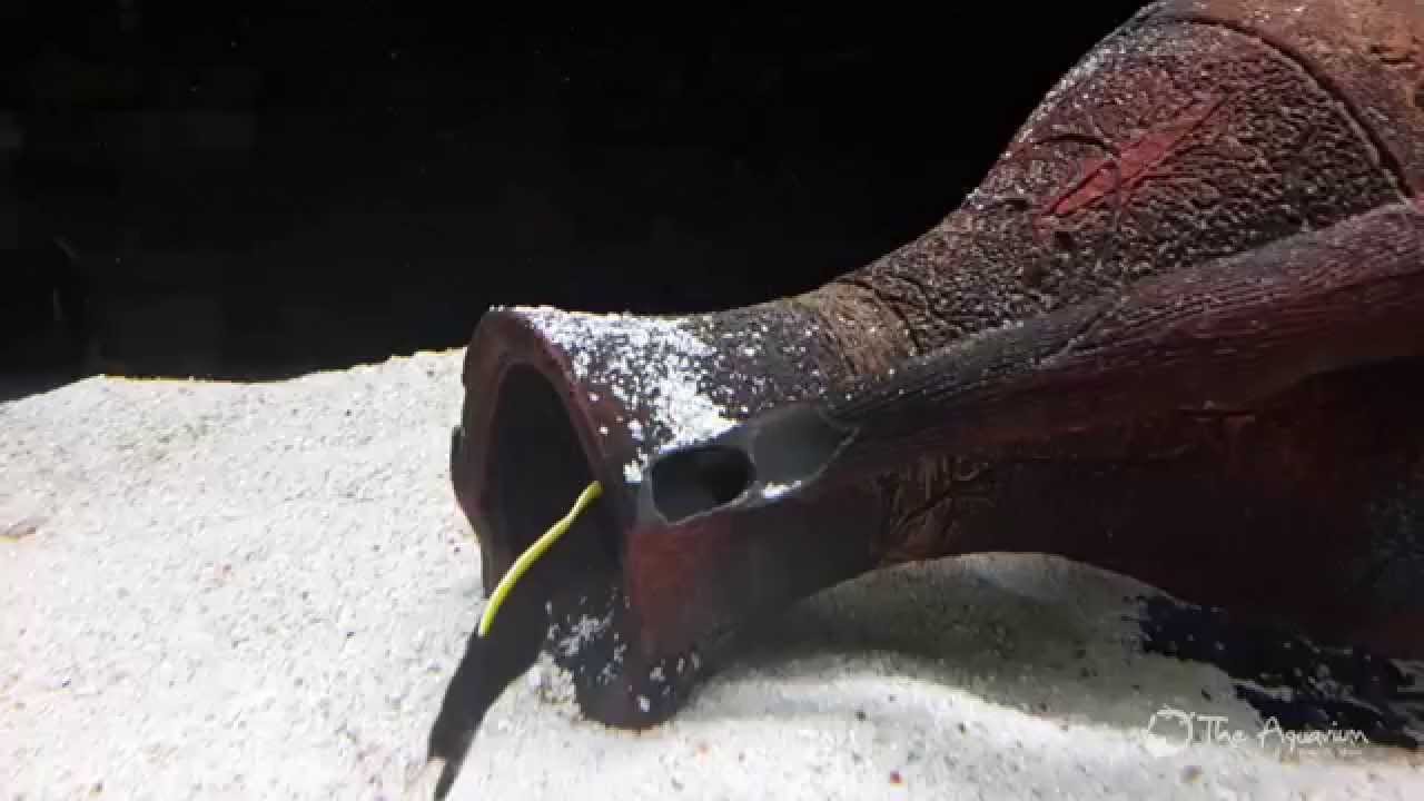 Blue/Black Ribbon Eel