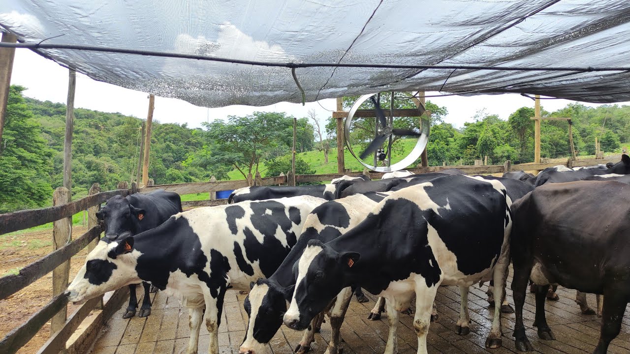 Ordenha da tarde banho pra refrescar agora nos curral de espera, com ventilador 🙏🙏🐄🐄