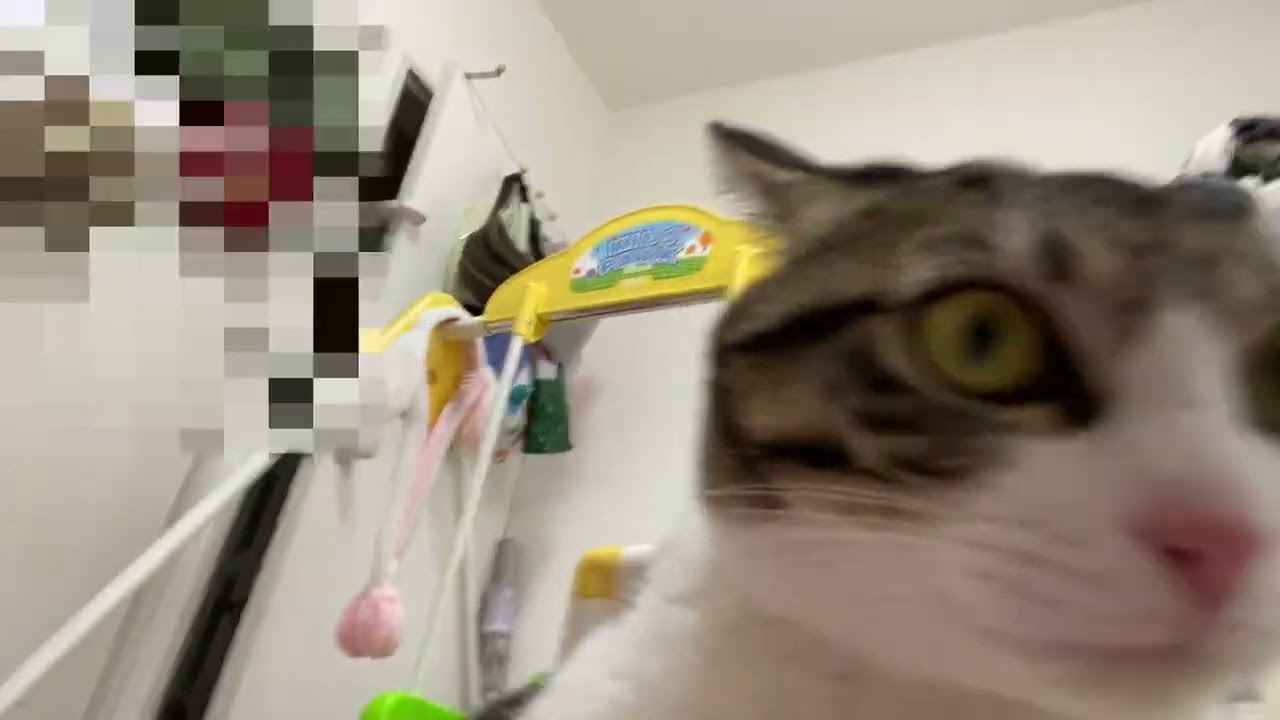 感情いろいろな猫たち、ただただ可愛い！