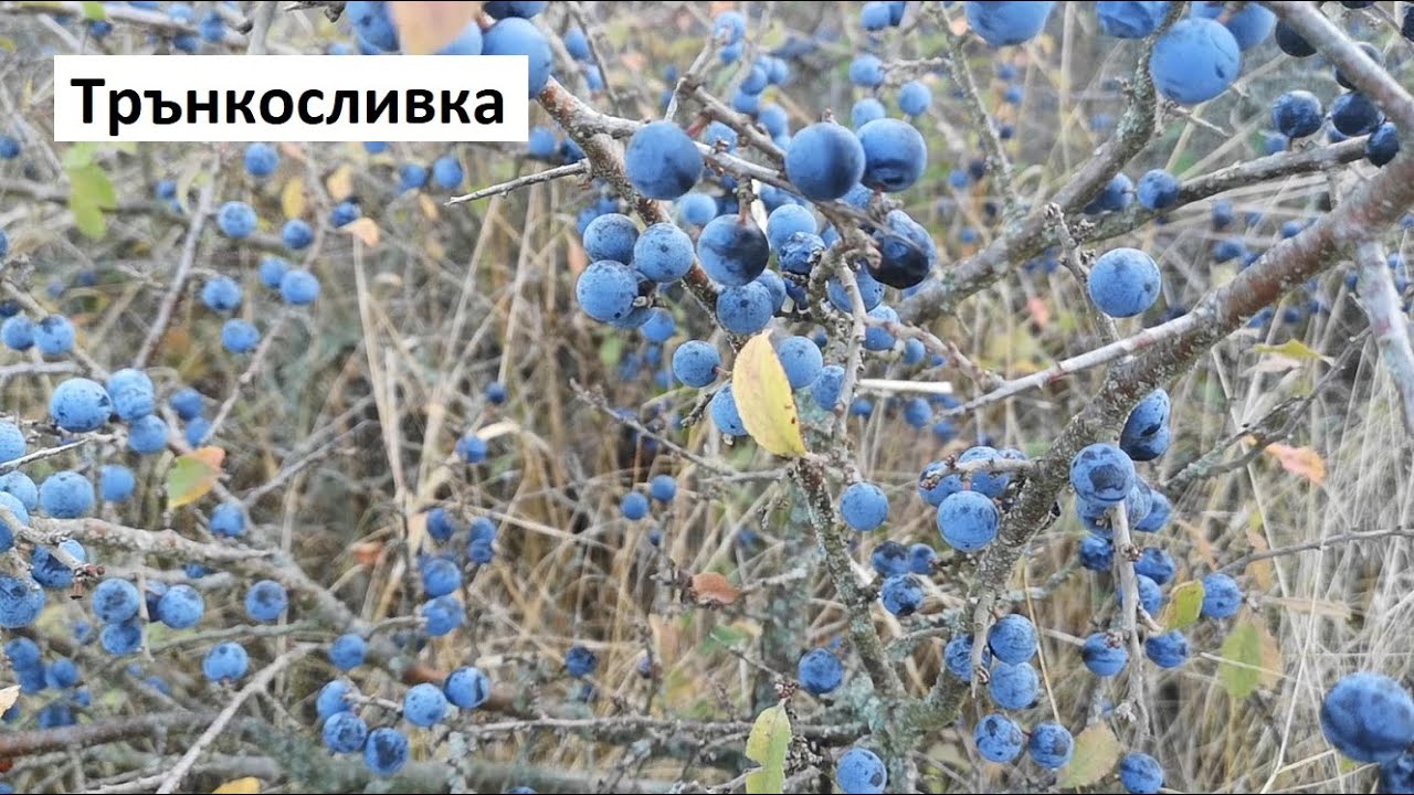 Трънкосливка, Трънка