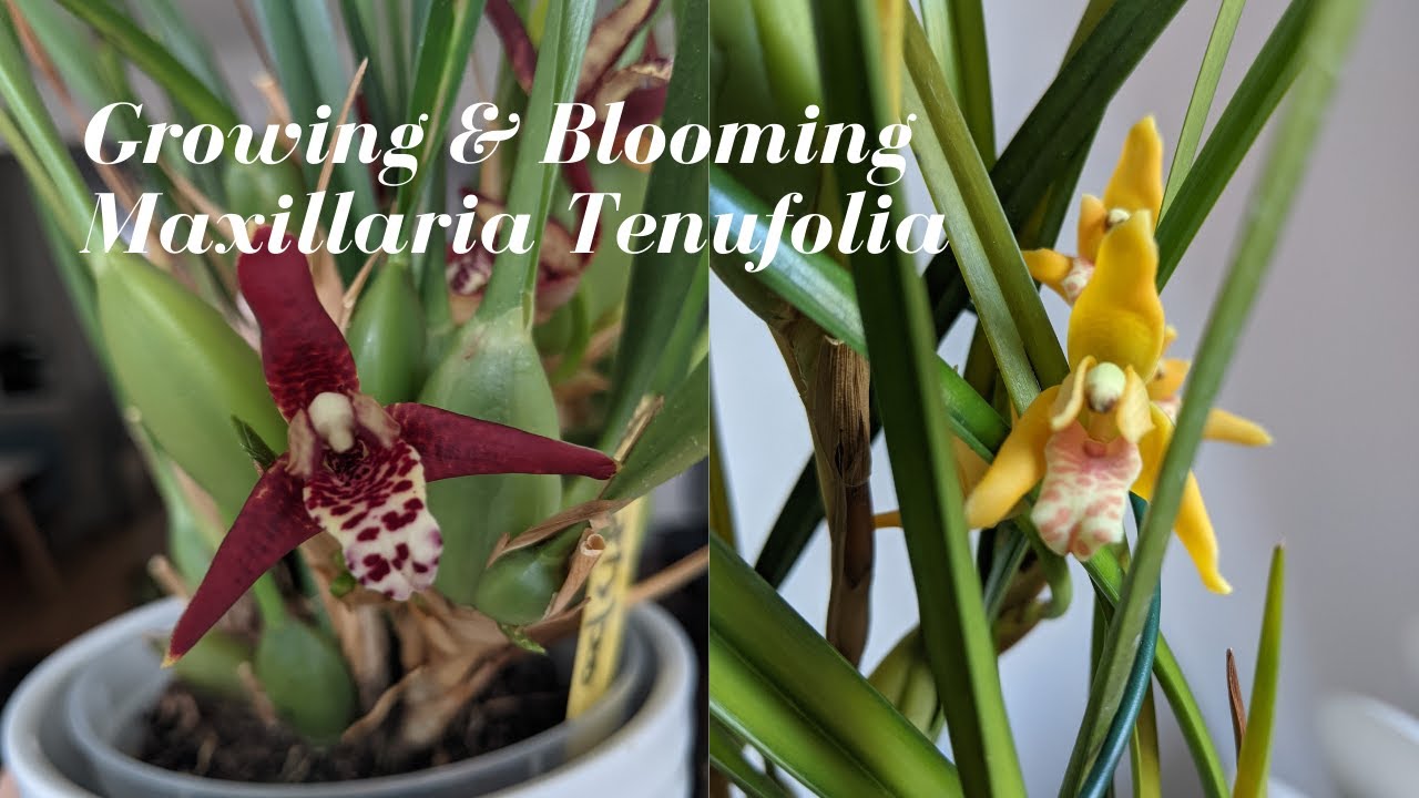 🥥 Species Spotlight | Maxillaria Tenufolia - Blooming The Coconut Orchid Standard & Varigated Form