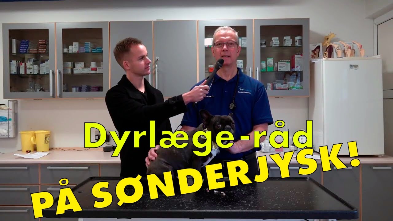 Gode råd på sønderjysk - dyrlægen