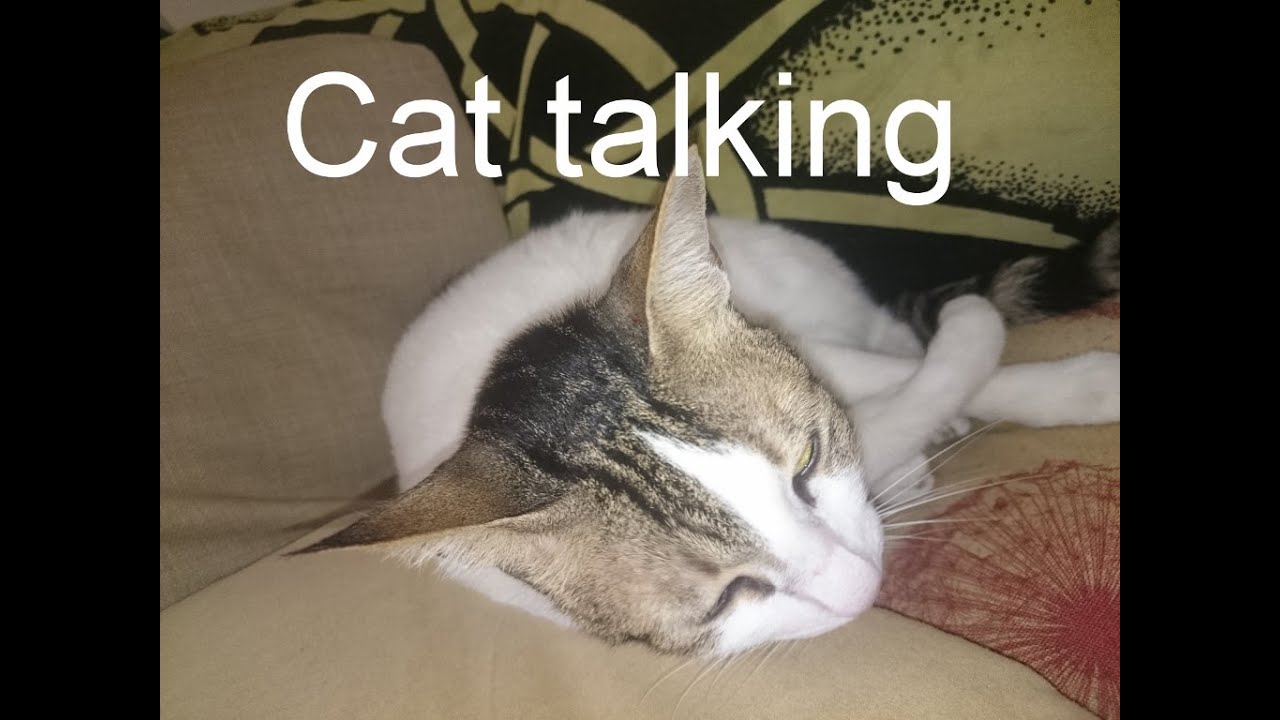 Bibi talking with her mouthful cat noisy eater! talking cat