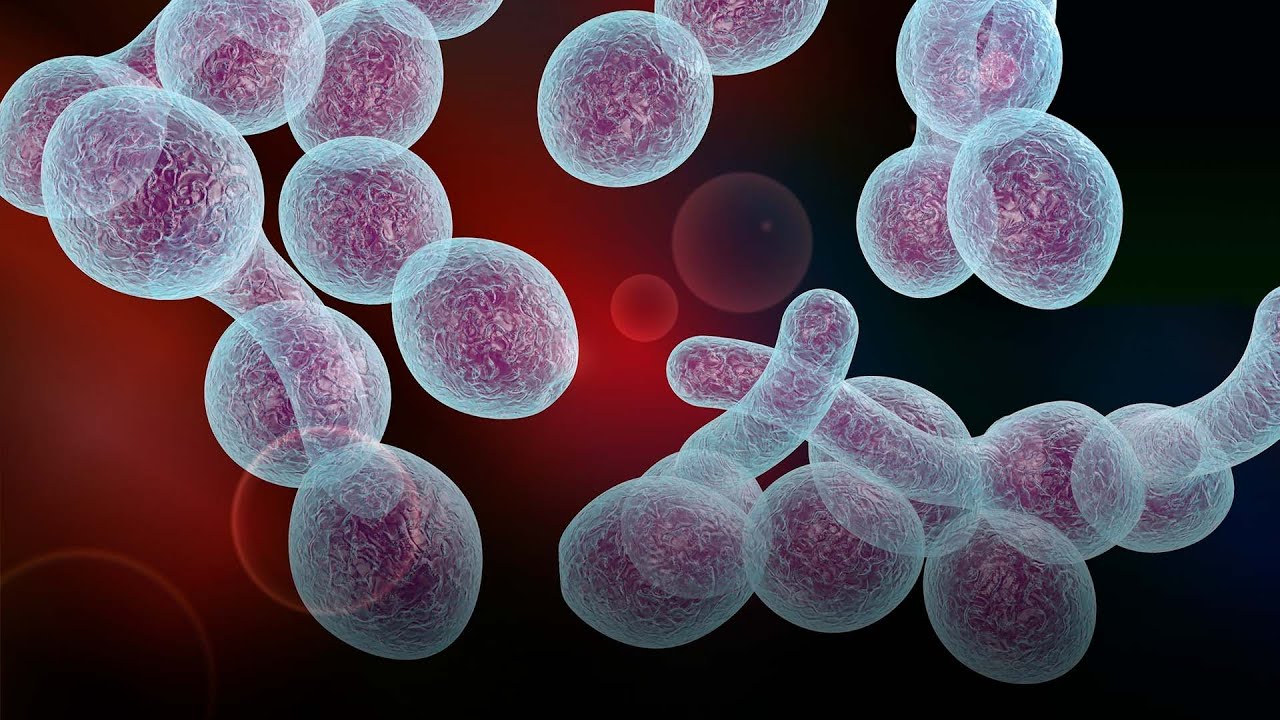Antifungal Drug Susceptibility Testing of Yeast: A Primer for Beginners