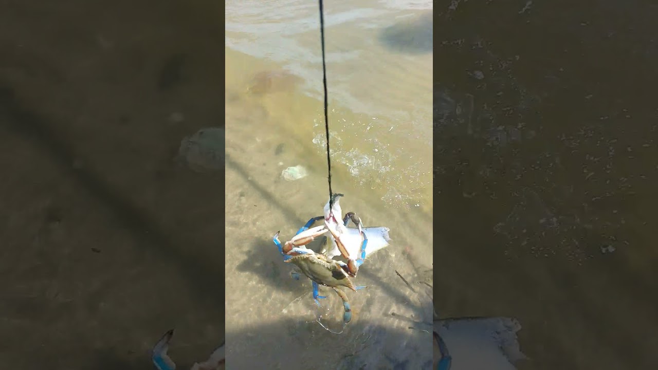 jaiba y m&aacute;s jaiba #fish #fishing #playa #pesca #pescador #pescadeportiva #pescaderia #pesquero