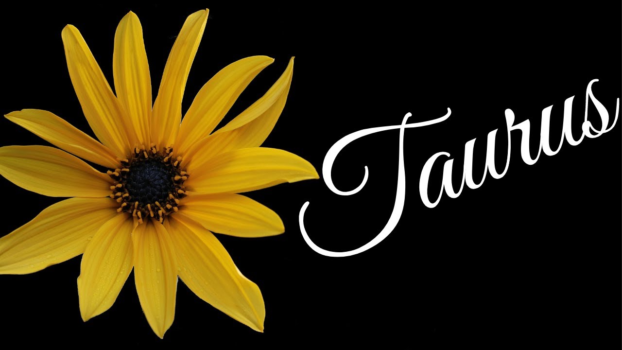 Taurus🌻Someone Has Major Regrets! New Opportunities Are Very Exciting🌻Energy Check-In