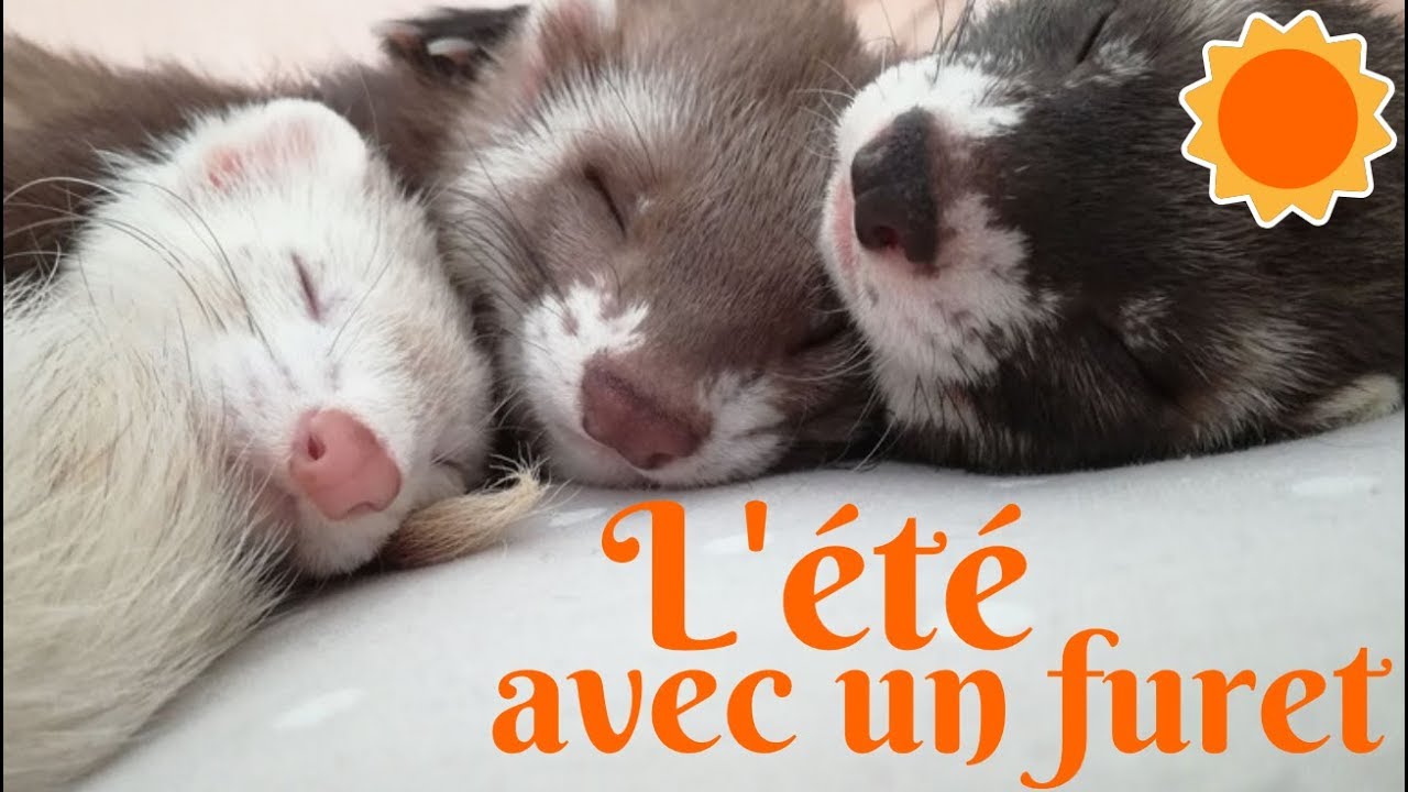 Les furets et l'été (astuces canicule) - Les Furets Malins