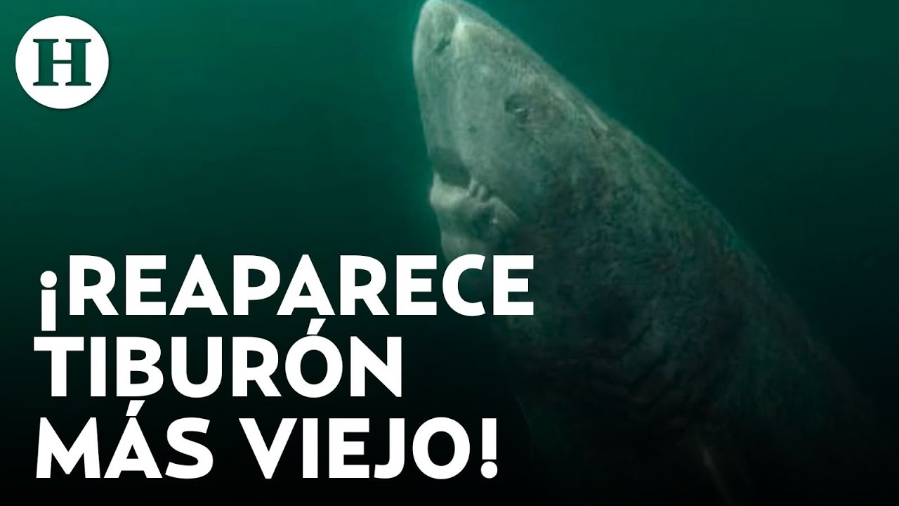 Reaparece en Belice el animal más viejo del mundo; científicos calculan que su edad es de 500 años